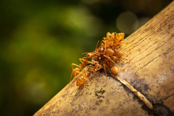 Ant Extreme Close Owady Przyrodzie — Zdjęcie stockowe