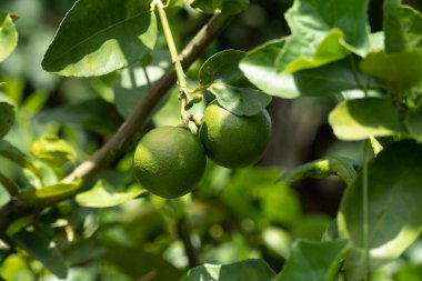 Ağaçta kireç meyvesi, narenciye yapraklı.