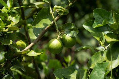 Ağaçta kireç meyvesi, narenciye yapraklı.