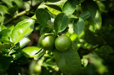 Ağaçta kireç meyvesi, narenciye yapraklı.
