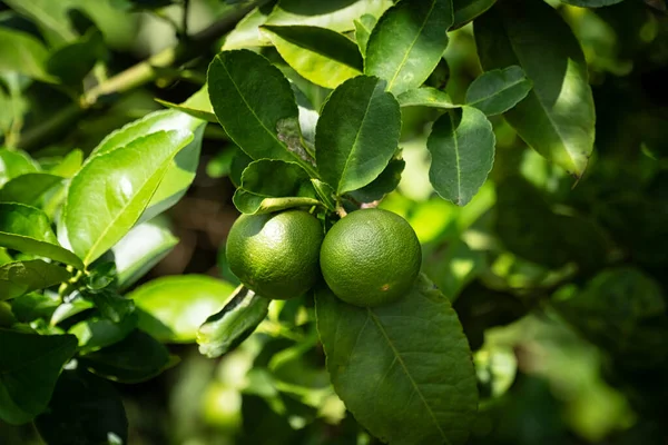 Ağaçta kireç meyvesi, narenciye yapraklı.