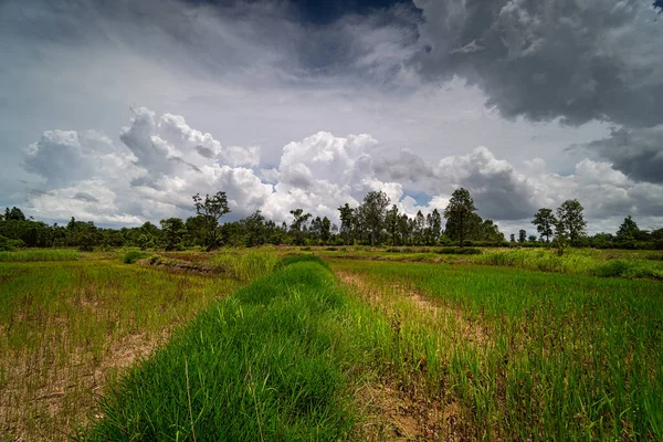 Landschaft Reisfelder Reisterrasse Mit Sämlingen Für Reispflanzen — Stockfoto