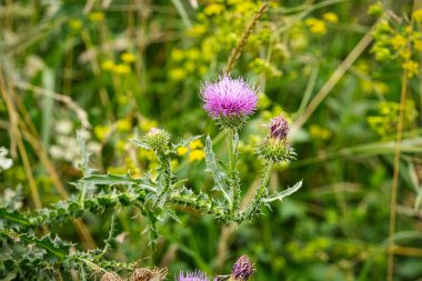 Devedikeni Mor, çayırdaki kır çiçeğine yaklaş.