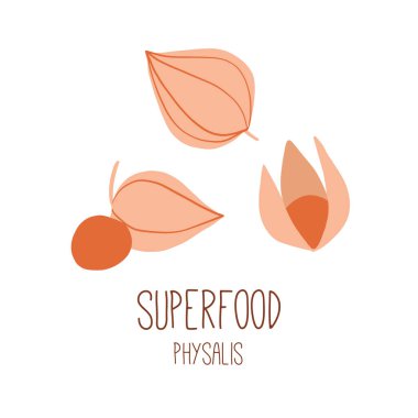 Physalis çiçekleri. Beyaza izole edilmiş Goldenberry bitkilerinin olduğu bir dal tasviri. Organik sağlıklı yiyecekler. Süper yemek. El çizimi düz stil vektörü. Doğal ürünleri detoks et