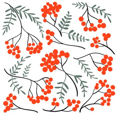 Rowan şubesi hazır. Basit bir el yapımı kırmızı böğürtlen ve yaprak koleksiyonu. Düz karalama bitkileriyle basit minimalist grafik tasarımı. Botanik sonbahar çizimi. Vektör ögeleri