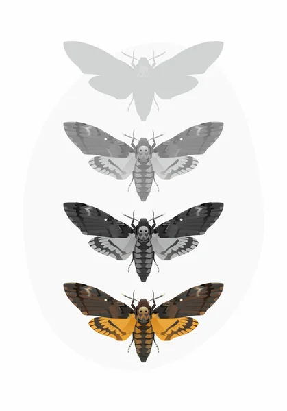 Death's-Head Hawk moth (Acherontia Atropos) — Stockvector