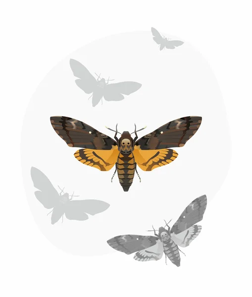 Death's-Head Hawk moth (Acherontia Atropos) — Stockvector