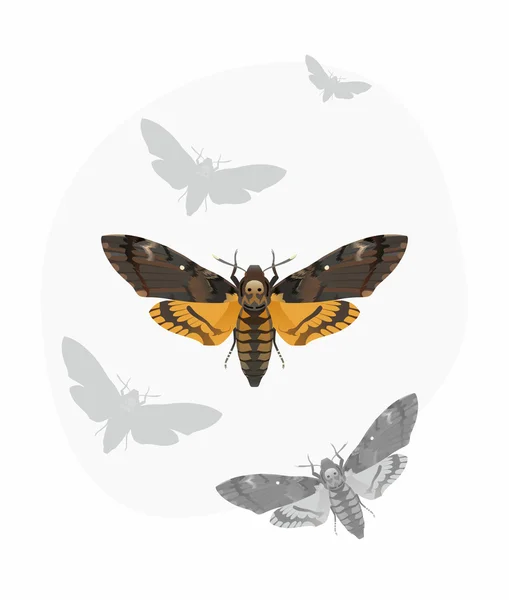 Death's-Head Şahin güve (Acherontia Atropos)