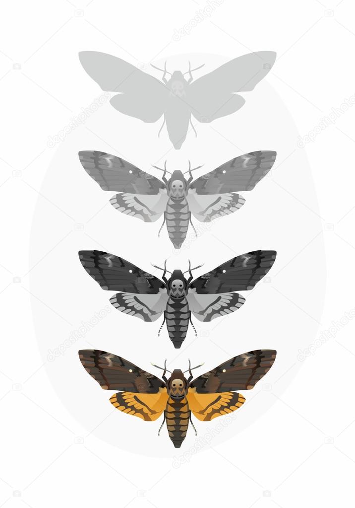 Death's-head Hawk moth (Acherontia Atropos)