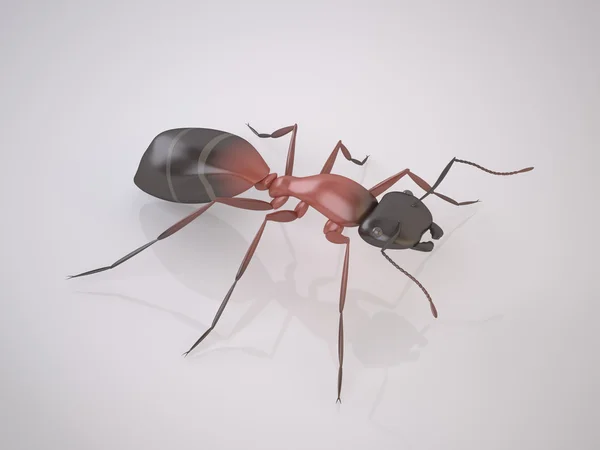 Ant (Is a Pest) — Stock Photo, Image
