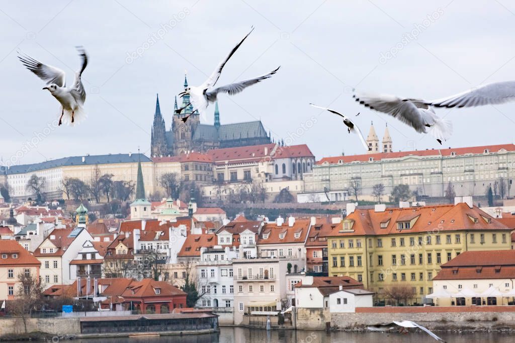 River gulls, view from the Charles bridge to the church of st. Vitus in Prague