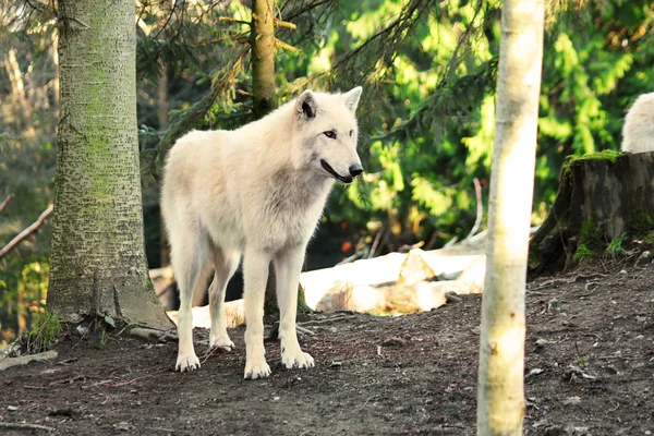 Arctic White Wolf Canis lupus arctos aka Polar Wolf or White Wolf