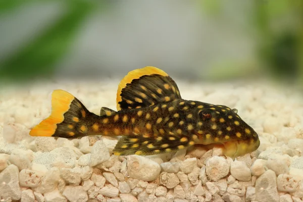 Golden nugget pleco catfish Plecostomus L-018 Baryancistrus xanthellus freshwater aquarium fish