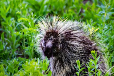 A porcupine pair forage in the mountain meadows of Utah clipart