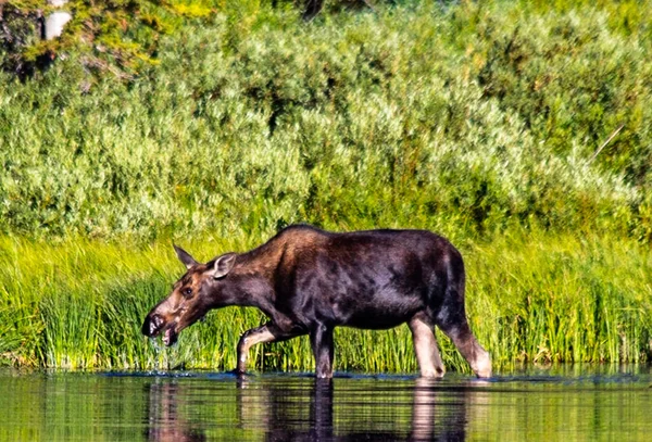 Cow Moose Drinking Pond High Uintas Mountain Range Utah — Stock Photo, Image