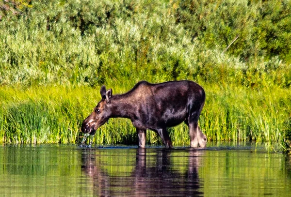 Коров Ячий Лосі Воду Ставка Гірському Хребті Уінтас Юті — стокове фото