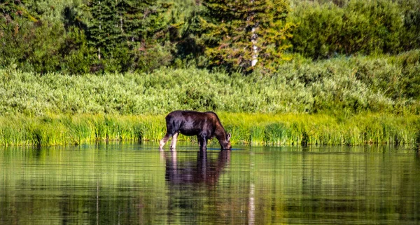 Коров Ячий Лосі Воду Ставка Гірському Хребті Уінтас Юті — стокове фото