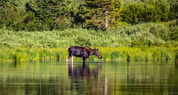 Коров Ячий Лосі Воду Ставка Гірському Хребті Уінтас Юті — стокове фото