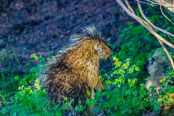 Une Paire Porcs Épics Fourrage Dans Les Prairies Montagne Utah — Photo