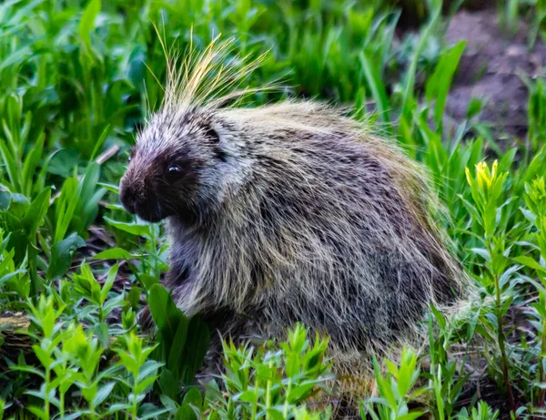 Ein Stachelschweinpaar Auf Der Futtersuche Den Bergwiesen Von Utah — Stockfoto