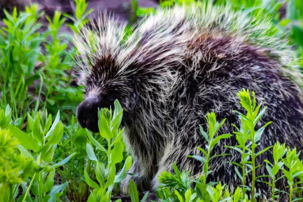 Une Paire Porcs Épics Fourrage Dans Les Prairies Montagne Utah — Photo