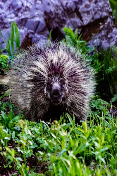 Une Paire Porcs Épics Fourrage Dans Les Prairies Montagne Utah — Photo