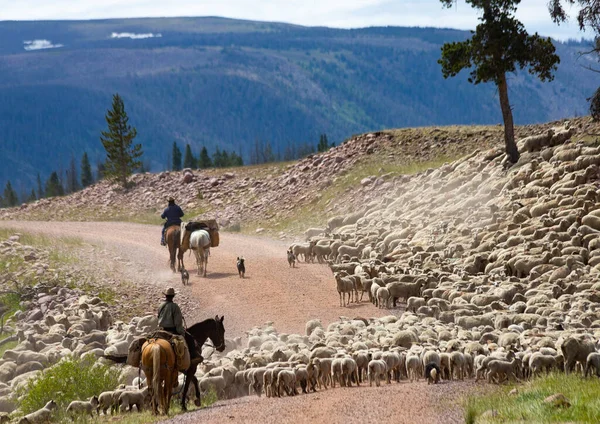 Owczarki Baskijskie Wysokich Uintas Stanie Utah — Zdjęcie stockowe