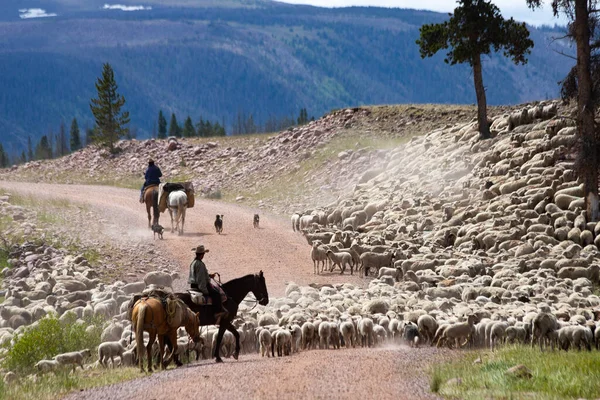 Owczarki Baskijskie Wysokich Uintas Stanie Utah — Zdjęcie stockowe