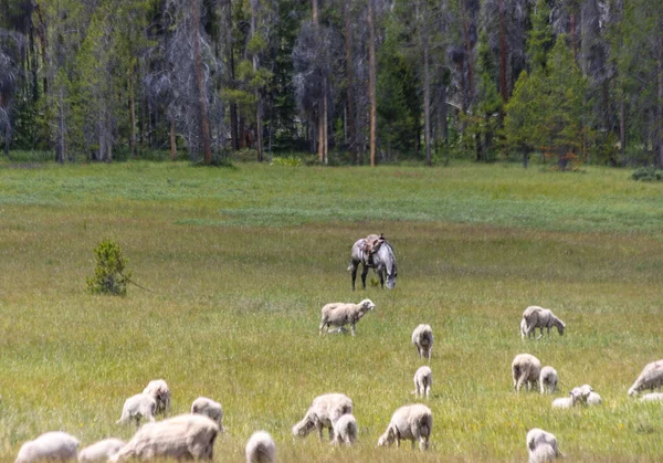 Owczarki Baskijskie Wysokich Uintas Stanie Utah — Zdjęcie stockowe