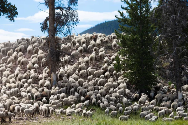 Utah Yüksek Uintalarında Bask Çobanları Stok Fotoğraf