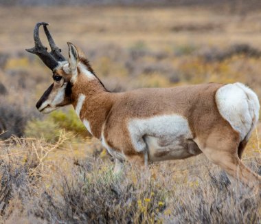 Doğu Nevada 'daki Majestic Old Pronghorn Buck. Antilop.