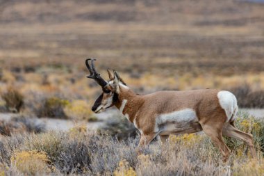 Doğu Nevada 'daki Majestic Old Pronghorn Buck. Antilop.