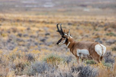 Doğu Nevada 'daki Majestic Old Pronghorn Buck. Antilop.