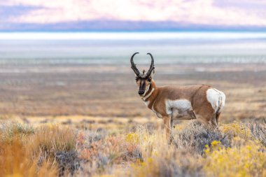 Doğu Nevada 'daki Majestic Old Pronghorn Buck. Antilop.