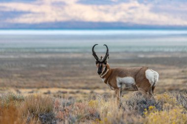 Doğu Nevada 'daki Majestic Old Pronghorn Buck. Antilop.