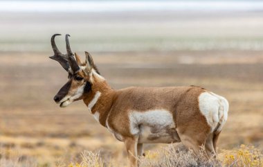 Doğu Nevada 'daki Majestic Old Pronghorn Buck. Antilop.