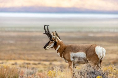 Doğu Nevada 'daki Majestic Old Pronghorn Buck. Antilop.