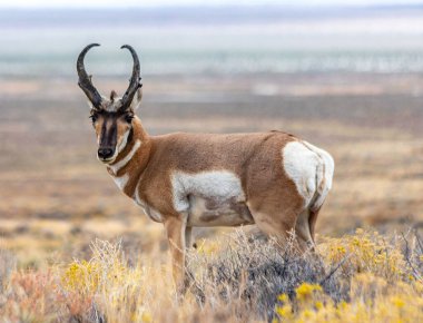 Doğu Nevada 'daki Majestic Old Pronghorn Buck. Antilop.