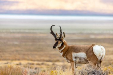 Doğu Nevada 'daki Majestic Old Pronghorn Buck. Antilop.