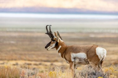 Doğu Nevada 'daki Majestic Old Pronghorn Buck. Antilop.