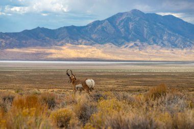 Doğu Nevada 'daki Majestic Old Pronghorn Buck. Antilop.