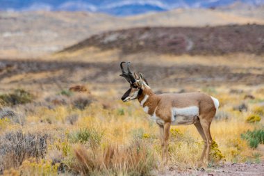 Majestic Old Pronghorn Buck in Eastern Nevada.  Antelope. clipart
