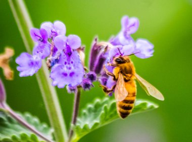 Batı Bal Arısı sihir yapıyor.