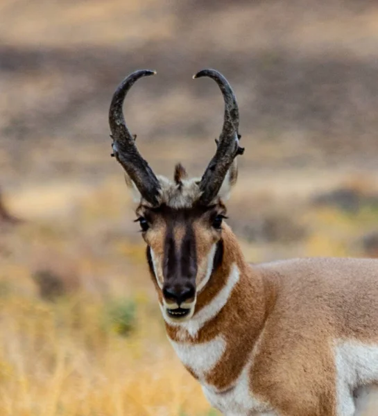 Majestic Old Pronghorn Buck Nel Nevada Orientale Antelope — Foto Stock