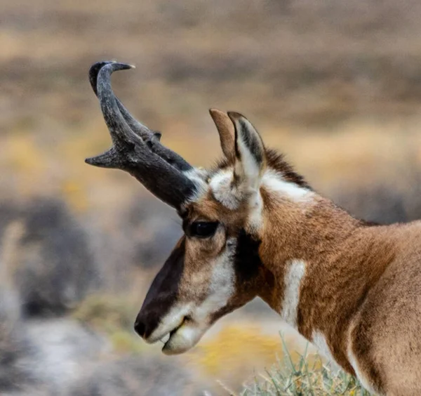 Majestic Old Pronghorn Buck Nel Nevada Orientale Antelope — Foto Stock