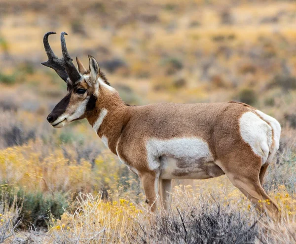 Majestic Old Pronghorn Buck Nel Nevada Orientale Antelope — Foto Stock