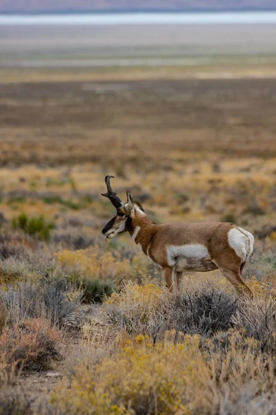 Majestic Old Pronghorn Buck Nel Nevada Orientale Antelope — Foto Stock