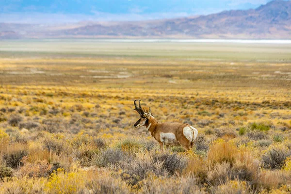 Majestic Old Pronghorn Buck Nel Nevada Orientale Antelope — Foto Stock