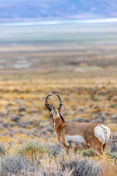 Majestic Old Pronghorn Buck Nel Nevada Orientale Antelope — Foto Stock