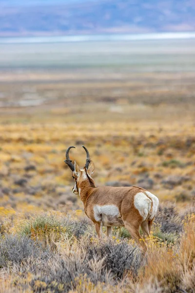 Majestic Old Pronghorn Buck Nel Nevada Orientale Antelope — Foto Stock